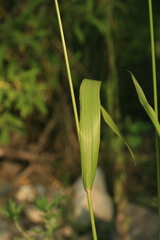 Festuca extremiorientalis