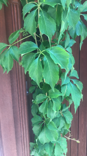 Virginia creeper