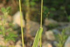 Festuca extremiorientalis