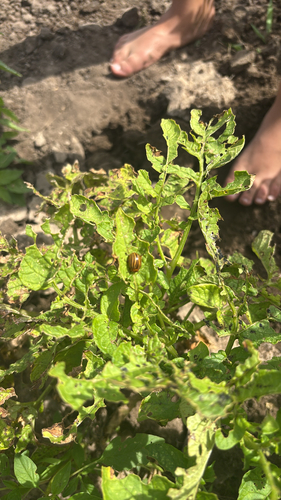 Colorado Potato Beetle