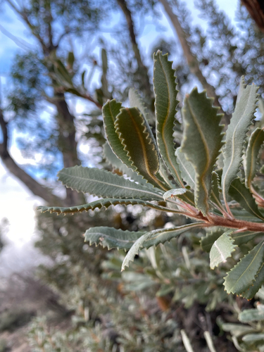 Banksia ornata, photograph 3