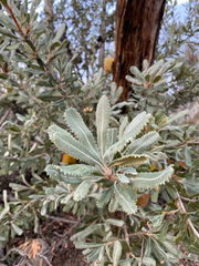 Banksia ornata, photograph (c) krumpianking, some rights reserved (CC BY)