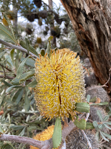 Banksia ornata, photograph 1