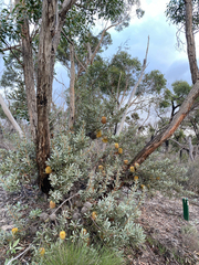 Banksia ornata, photograph (c) krumpianking, some rights reserved (CC BY)