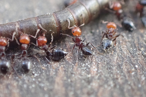 Mediterranean Acrobat Ant