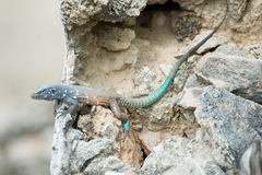 Bonaire Island Whiptail Lizard photo 3