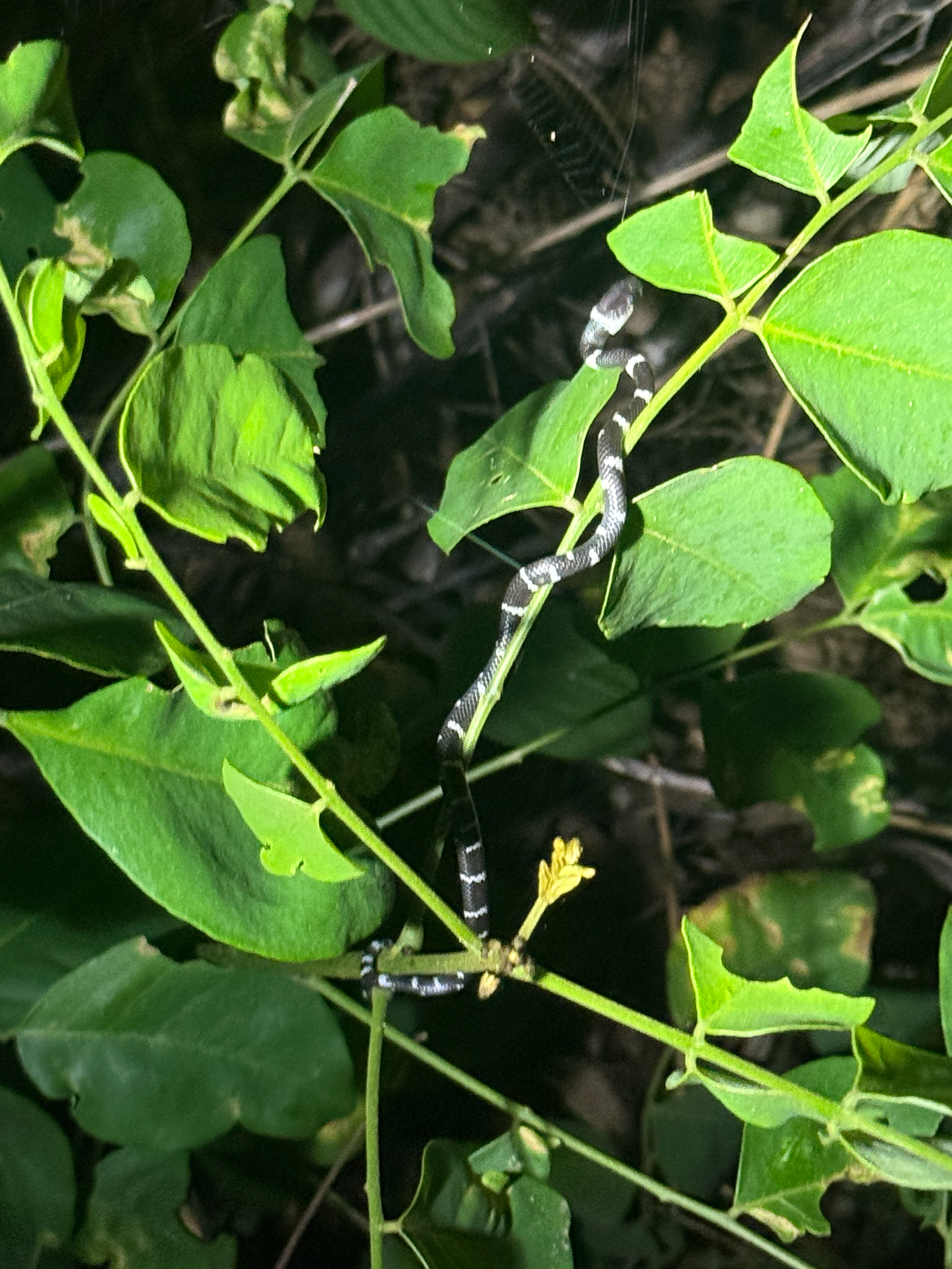 Philippi's Snail-Eating Snake photo 2