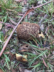 Phylloporus clelandii