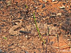 Marbled Lancehead photo 2