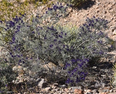 Psorothamnus fremontii