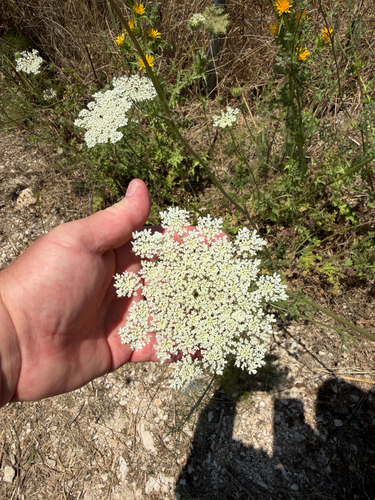 wild carrot