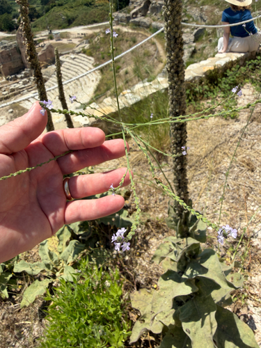 Common vervain