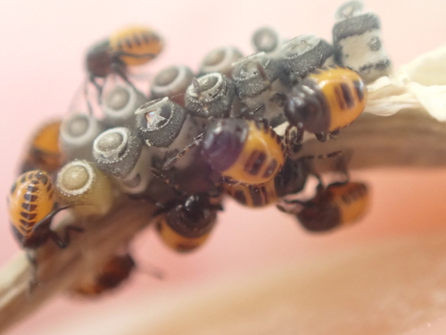 cruciferous bug