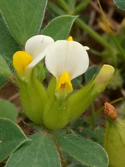 Tripodion tetraphyllum image
