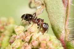 Notoncus ectatommoides