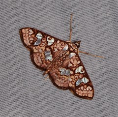 Glyphodes canthusalis