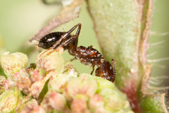 Notoncus ectatommoides