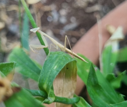 Egyptian Praying Mantis