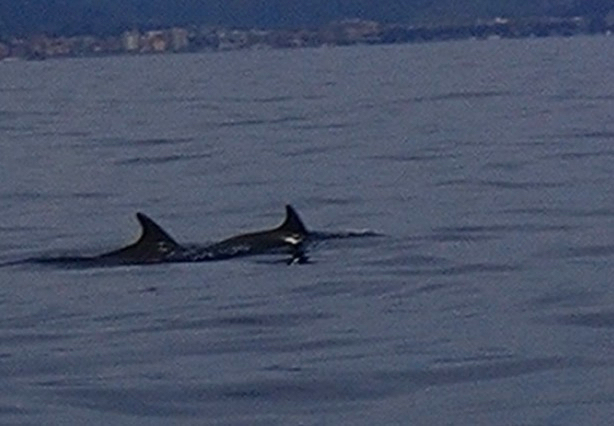Tursiops truncatus