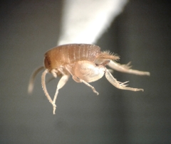 Myrmecophilus