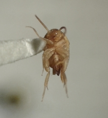 Myrmecophilus
