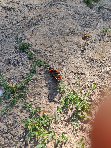 Red Admiral