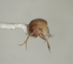 Myrmecophilus