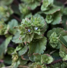 Veronica arvensis