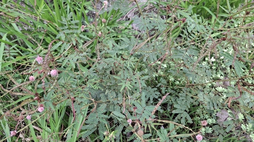 Sensitive Plant