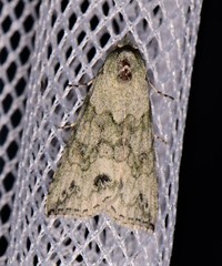 Calathusa basicunea