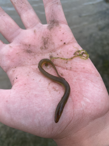 European Eel