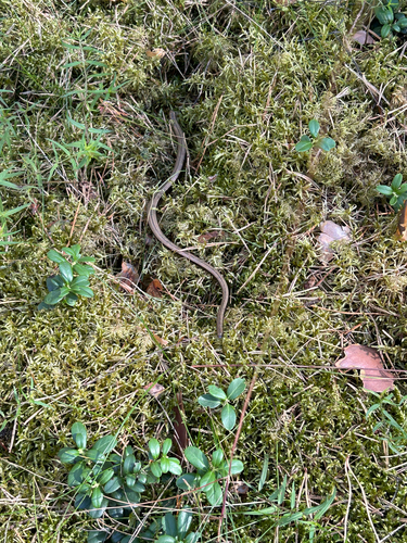 Common Slowworm