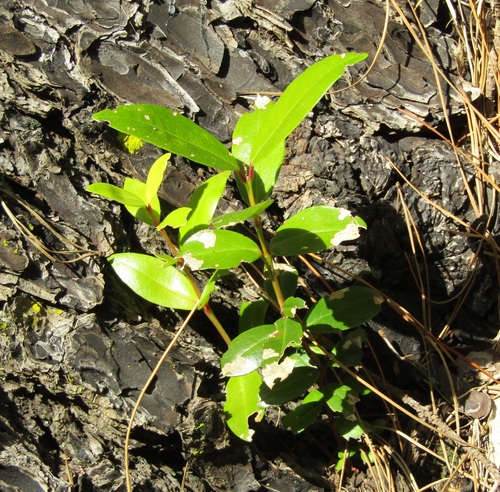 Metrosideros excelsa