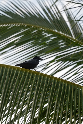 Sinaloa Crow (Corvus sinaloae), photo 4