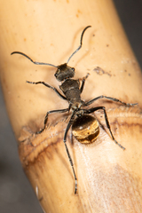 Polyrhachis aurea