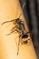 Polyrhachis aurea