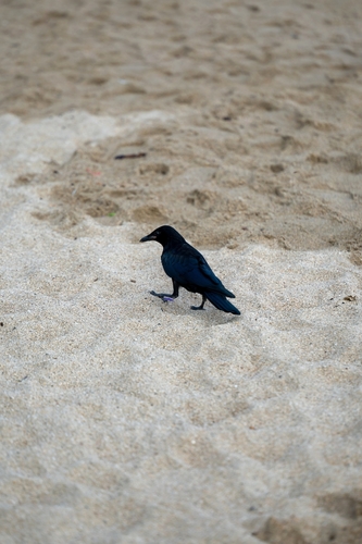 Sinaloa Crow (Corvus sinaloae), photo 5
