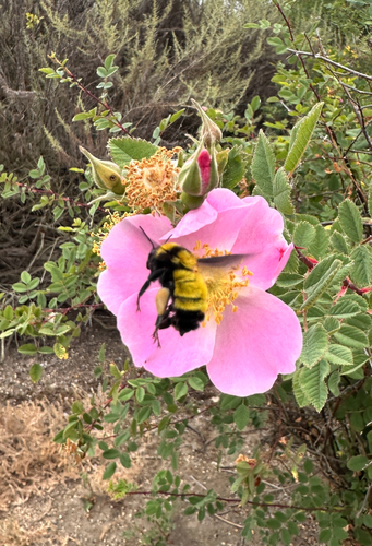 iNaturalist observation photo of Sonoran Bumble Bee