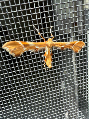 Rose Plume Moth