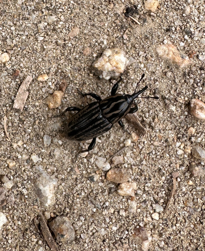 iNaturalist observation photo of Tule Billbug
