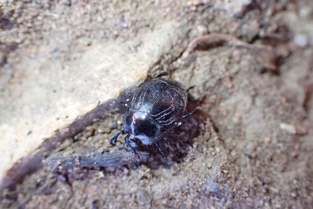 Saprinus semistriatus