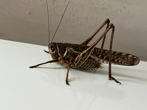 White-faced Bush-cricket