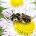 Andrena violae - Photo (c) spyingnaturalist,  זכויות יוצרים חלקיות (CC BY-NC), uploaded by spyingnaturalist