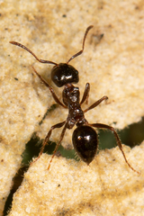 Notoncus ectatommoides