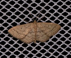 Scopula hypochra