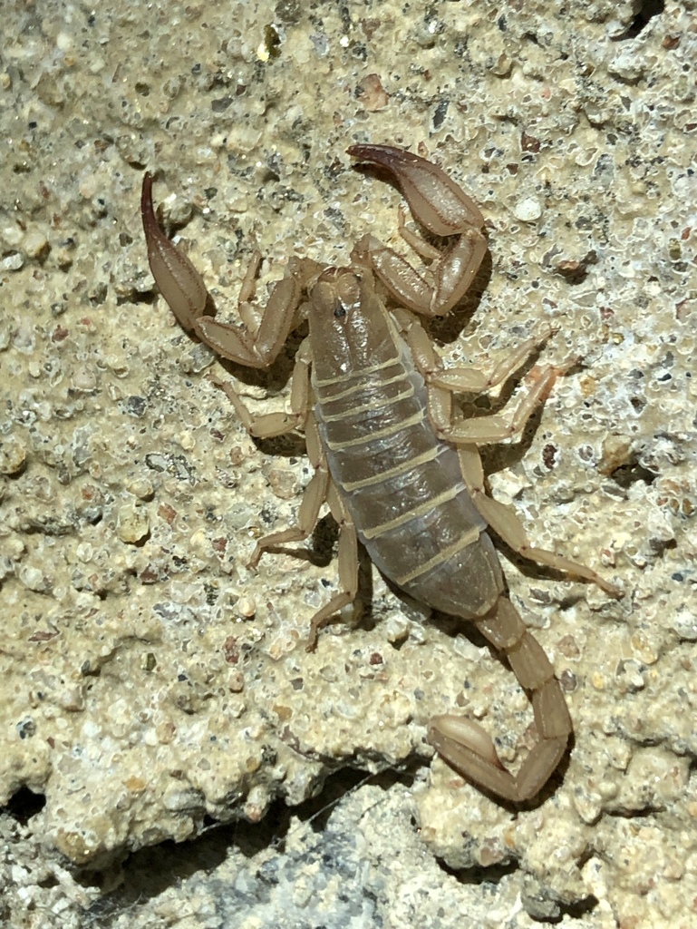 Kovarikia savaryi