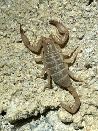 Kovarikia savaryi