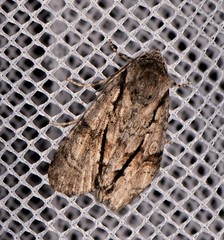 Turnerinycta phaeocosma