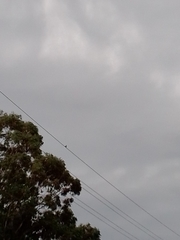 Manorina melanocephala