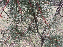 Hakea decurrens physocarpa